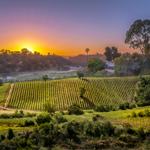 Thursday 17th July – New Zealand Wine Tasting