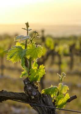 Thursday 23rd May – Australia Wine Tasting