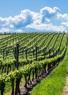 Thursday 13th June – The Wines of Burgundy Tasting