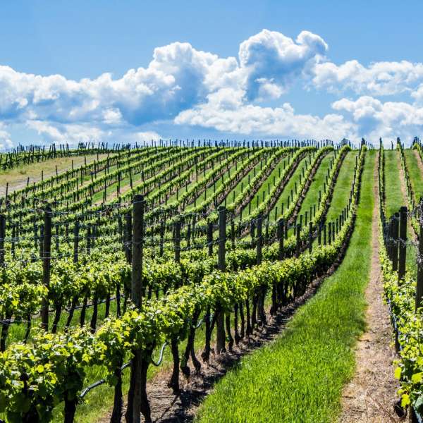 Thursday 13th June – The Wines of Burgundy Tasting