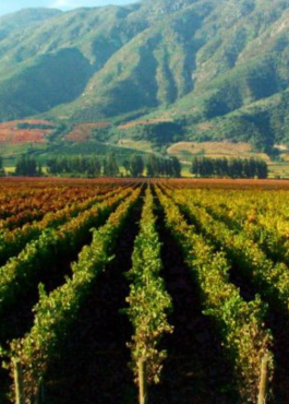 Thursday 11th September – Chile Wine Tasting