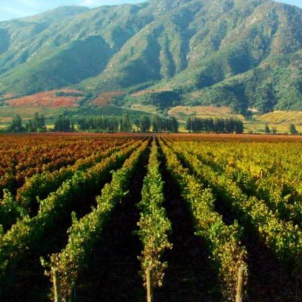 Thursday 11th September – Chile Wine Tasting