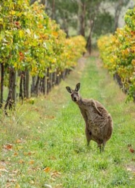 Thursday 5th June – Australia Wine Tasting