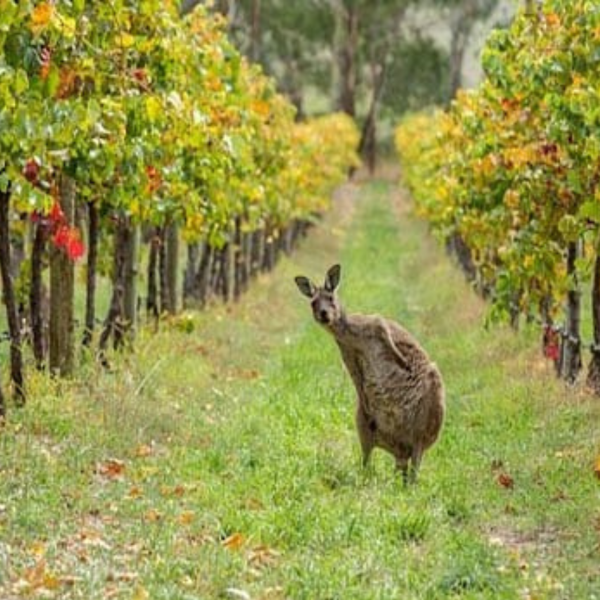 Thursday 5th June – Australia Wine Tasting